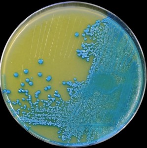listeria bacterie
